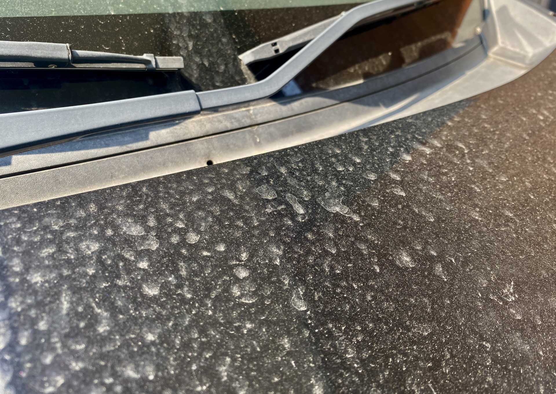 黄砂と花粉で汚れた車のボンネット